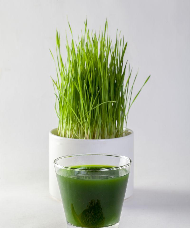 小麦草汁——健康养生的良品（探索小麦草汁的神奇魔力）