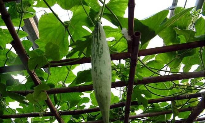 丰富口感，滋润身体——蛇瓜紫菜汤的健康食谱（清热解毒）  第1张