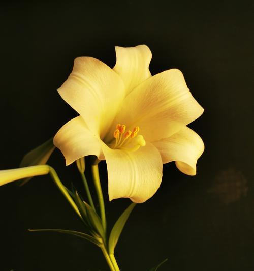 如何制作百年好合百合花？制作过程中需要注意哪些问题？