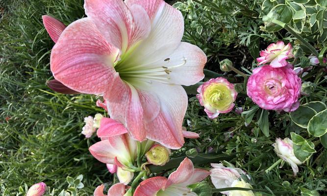 如何制作百年好合百合花？制作过程中需要注意哪些问题？  第2张