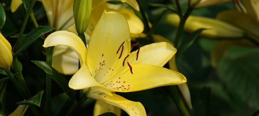 如何制作百年好合百合花？制作过程中需要注意哪些问题？  第3张