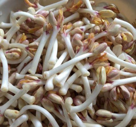 自制黄豆芽饮料瓶怎么做？常见问题有哪些？