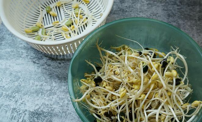 自制黄豆芽饮料瓶怎么做？常见问题有哪些？  第2张