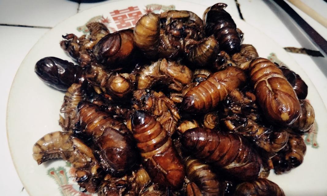 孜然蚕蛹怎么做？有哪些步骤和技巧？