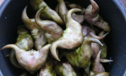 煮菱角怎么做才好吃？步骤和技巧是什么？  第3张