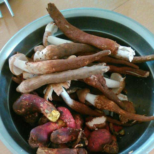 煮鸡纵菌怎么做？步骤和技巧是什么？  第2张