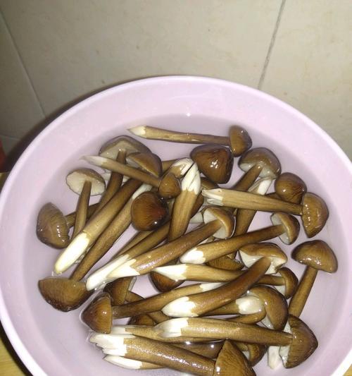 煮鸡纵菌怎么做？步骤和技巧是什么？  第3张