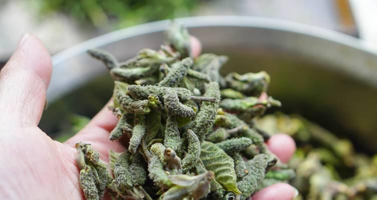 蒸构棒槌怎么做？有哪些步骤和技巧？  第2张