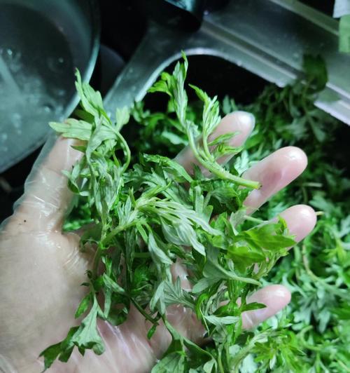 蒸艾怎么做？蒸艾的正确步骤和常见问题解答？