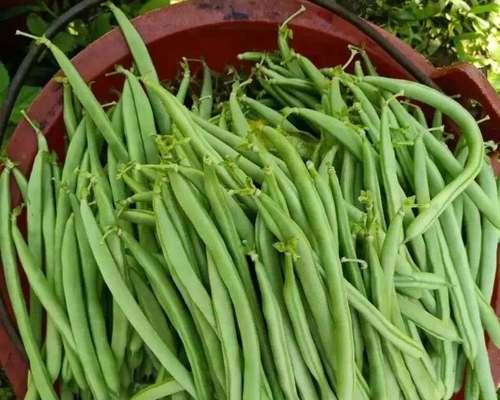 油焖无筋豆怎么做？步骤和技巧有哪些？  第3张
