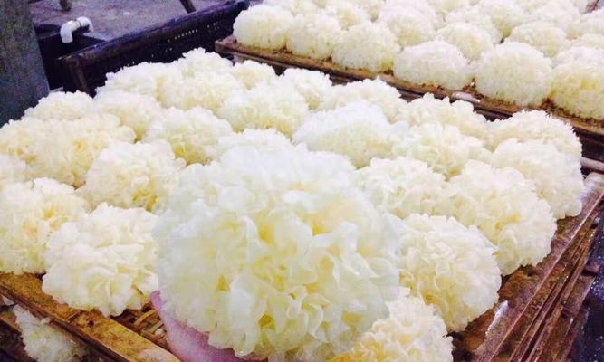 油菜银耳脆的做法是什么？如何在家轻松制作？  第3张