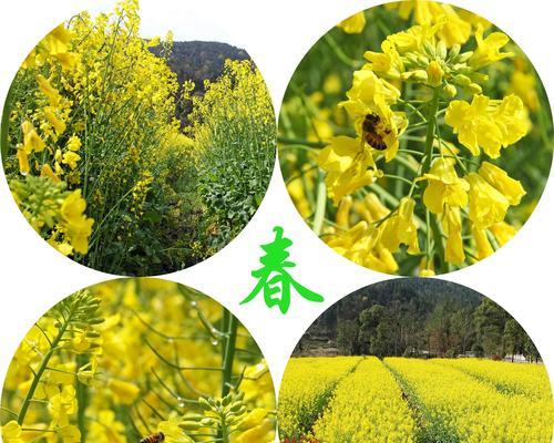 油菜花海鸡蛋碗怎么做？有哪些步骤和技巧？  第3张