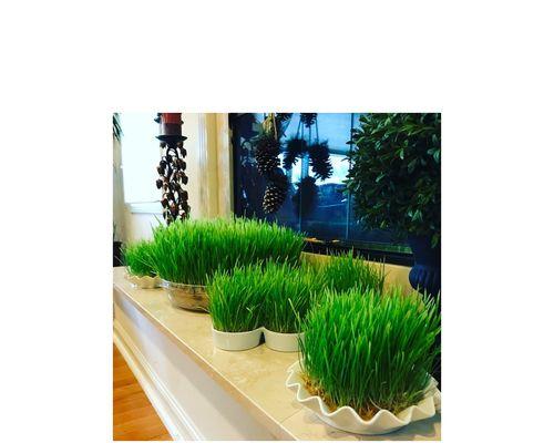 小麦草水培怎么做？步骤和注意事项是什么？