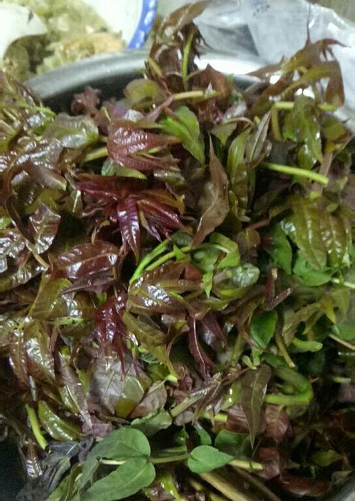 如何制作脆炸香椿？香椿的最佳烹饪方法是什么？