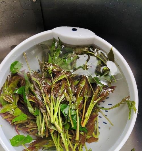 香椿拌菜怎么做？有哪些步骤和技巧？