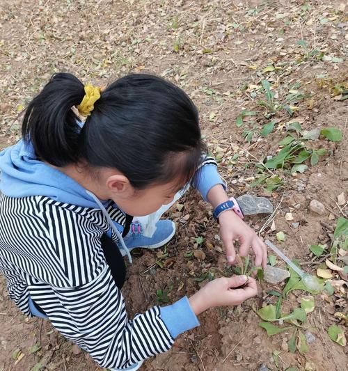 采摘的小女孩怎么做？采摘过程中的常见问题有哪些？  第2张
