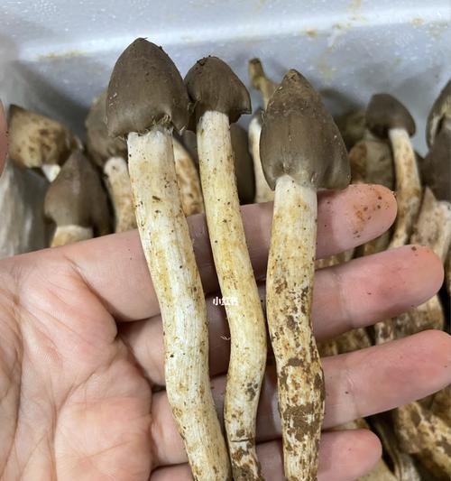清蒸荔枝菌的做法（健康美味的荔枝菌佳肴）